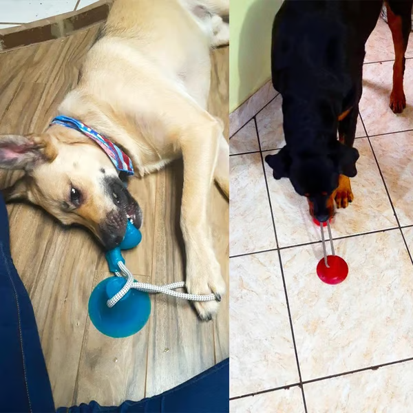 ð¥ð¥Multifunction Pet Molar Bite Toy