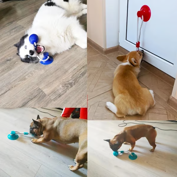 ð¥ð¥Multifunction Pet Molar Bite Toy