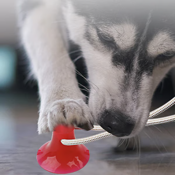 ð¥ð¥Multifunction Pet Molar Bite Toy