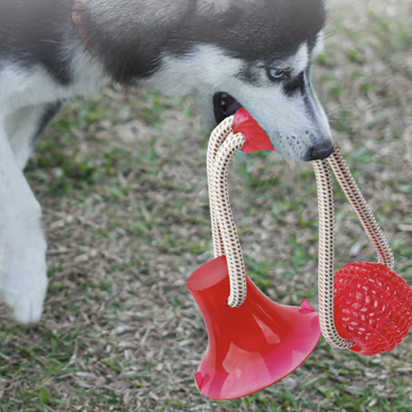ð¥ð¥Multifunction Pet Molar Bite Toy