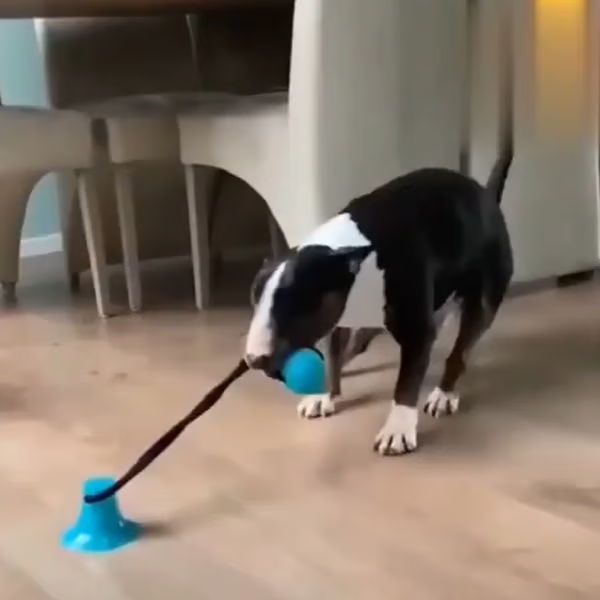 🔥🔥Multifunction Pet Molar Bite Toy